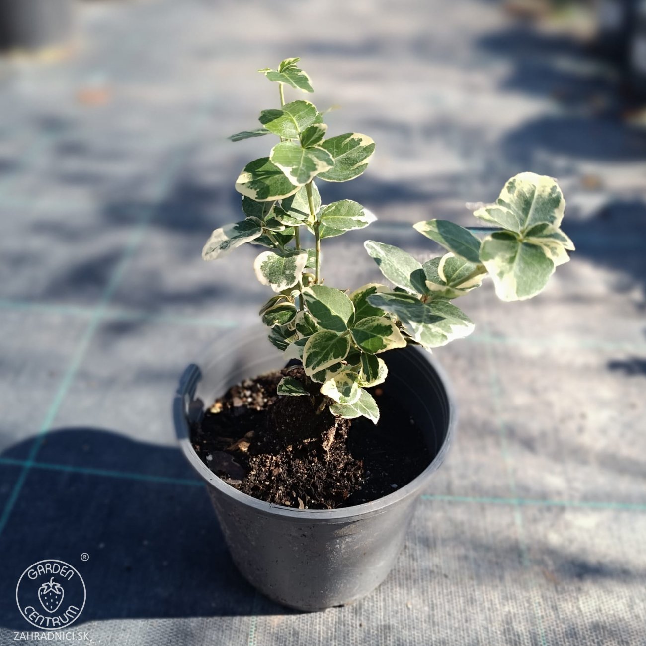 Obrázok Bršlen Fortuneov (Euonymus fortunei) ´SILVER QUEEN´ - výška 10-15 cm, kont. C2L